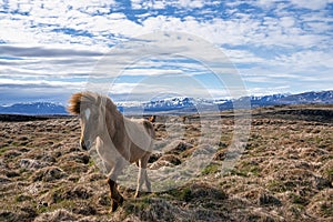 Icelandic horses grazing on grassy field in mountain against blue cloudy sky