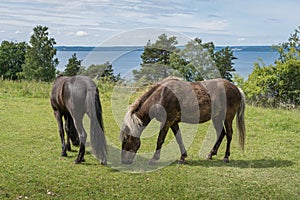 Icelandic horses grazing in a green field with view over water