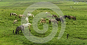 Icelandic Horses