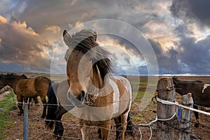 Icelandic horses grazing while standing near fence against cloudy sky at sunset