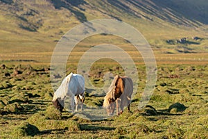 Icelandic horses grazing in sunlight in a rocky green field in Iceland