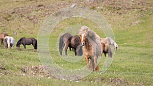 Icelandic horses on a green meadow in Iceland.
