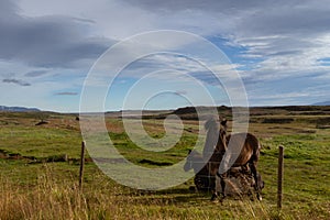 Icelandic horses at a green meadow. Iceland.