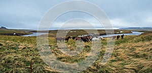 Icelandic horses herd graze on West Iceland, Vatnsnes peninsula. Only one breed of horse lives in Iceland. Beautiful and well-