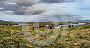 Icelandic horses herd graze on West Iceland, Vatnsnes peninsula. Only one breed of horse lives in Iceland. Beautiful and well-