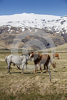 Icelandic Horses, iceland