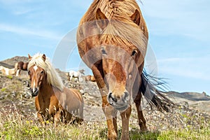 Icelandic horses Iceland and freedom