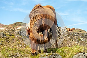 Icelandic horses Iceland and freedom