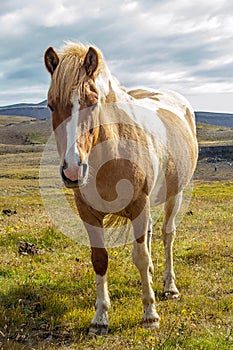 Icelandic horses Iceland and freedom