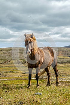 Icelandic horses Iceland and freedom