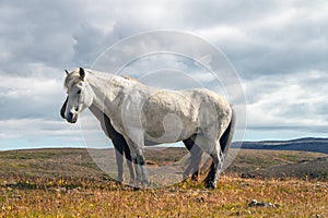 Icelandic horses Iceland and freedom