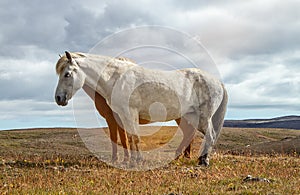 Icelandic horses Iceland and freedom