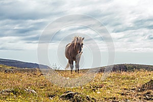 Icelandic horses Iceland and freedom