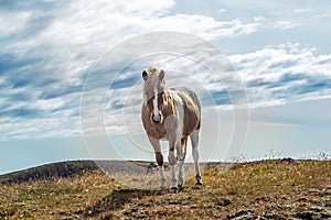 Icelandic horses Iceland and freedom