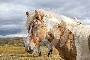 Icelandic horses Iceland and freedom