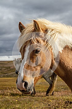 Icelandic horses Iceland and freedom