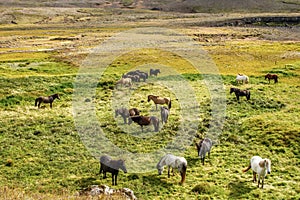 Icelandic horses Iceland and freedom