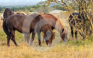 Icelandic horses Iceland and freedom