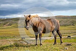 Icelandic horses Iceland and freedom