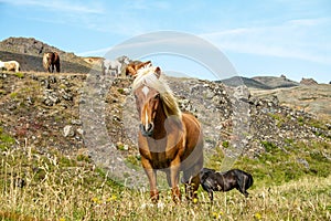 Icelandic horses Iceland and freedom