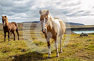 Icelandic horses Iceland and freedom