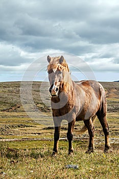 Icelandic horses Iceland and freedom