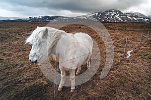 Icelandic horses. The Icelandic horse is a breed of horse developed in Iceland. Although the horses are small, at times