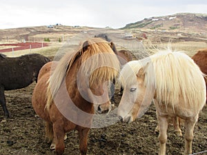 Icelandic horses, almost kissing,beautiful light and dark couple