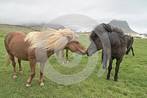 Icelandic horses in light and dark brown snuggling together on meadow on foggy day in Iceland