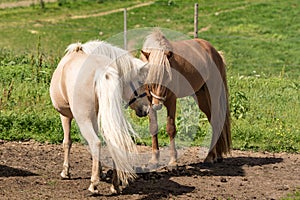 Icelandic horses making friends