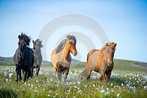 Icelandic horses in a meadow photo