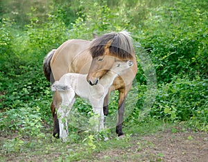 Icelandic horses, mother with cute baby foal cuddling