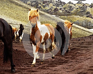 Icelandic horses in motion
