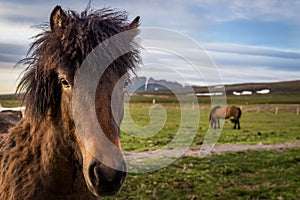 Icelandic horses in near Husavik