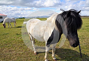 Icelandic horses near Myvatn in Iceland