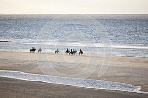 Icelandic horses on north seav beach of dutch island vlieland photo