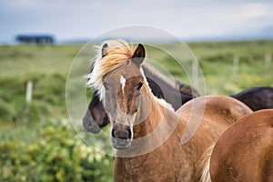 icelandic horses in a paddok looks very happy