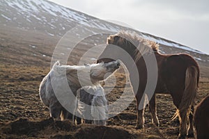 Icelandic horses playing in a field covered in the snow and grass under the sunlight in Iceland
