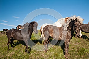 Icelandic horses photo