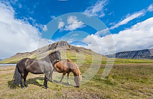 Icelandic horses, Reykholt, Iceland