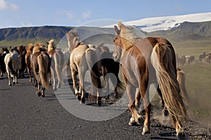 Icelandic Horses Running Along A Road photo