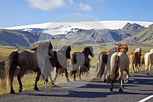 Icelandic Horses Running On A Road photo