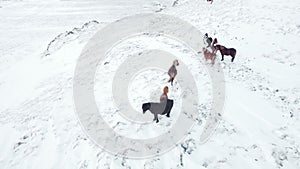 Icelandic Horses Running in Winter Field, Rural Animals in Snow Covered Meadow, Iceland