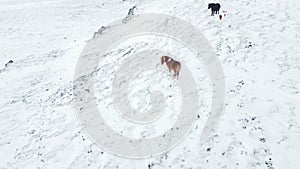 Icelandic Horses Running in Winter Field, Rural Animals in Snow Covered Meadow, Iceland