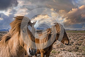 Icelandic horses standing on grassy field against cloudy sky during sunset