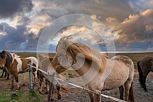 Icelandic horses standing near fence on field against cloudy sky during sunset