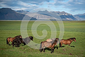 Icelandic Horses in summer ,Iceland.