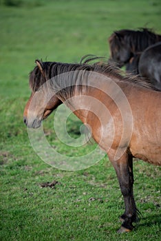 Icelandic Horses in summer ,Iceland.