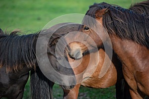 Icelandic Horses in summer ,Iceland.