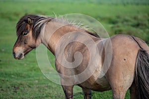 Icelandic Horses in summer ,Iceland.